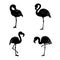 Black silhouette of three flamingos on white background