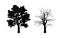 Black silhouette of tree. Forest plant. Isolated image of branchs