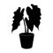 Black silhouette tropical alocasia in pot isolated on the white background, vector