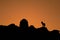 Black silhouette of very rare animal, Ethiopian wolf, Canis simensis, standing on rocky horizon against orange sunrise.