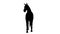 Black silhouette of a walking horse. Alpha channel. 4K.