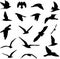 Black silhouettes of birds icons