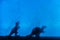 Black silhouettes of dinosaurs on a blue wall. Predator and herbivore animal. Creative background with small miniatures.