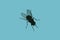 black silhouettes of fly isolated on blue background. Vector realistic illustrations