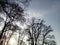 Black silhouettes of graceful alder trees on the background of sky with sun