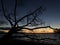 Black silhouettes of a naked dried dead tree