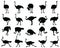 Black silhouettes of ostriches