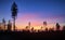 Black silhouettes of pine trees against the backdrop of a stunning sunset.