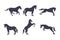 Black Silhouettes of Running Horses for Equestrian Sport Vector Set