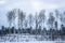 Black silhouettes of tall bare aspens against the gray sky. Panoramic landscape view of row of trees in snowy winter forest.