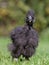 Black silk chicken walking in a green garden in summer