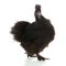 Black Silkie