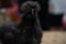 Black silkie hen on a straw, Fluffy splash silkie