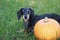 Black and Silver Dapple Dachshund Laying in the grass next to an