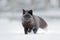 Black silver fox, rare form. Black animal in white snow. Winter scene with nice cute mammal.