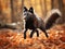 Black silver fox rare form. Dark red fox playing in autumn forest. Animal jump in fall wood. Wildlife scene from wild nature