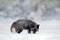 Black silver fox, vulpes vultes, rare form. Black animal in white snow. Winter scene with nice cute mammal. Fox in the snowy