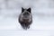 Black silver fox, vulpes vultes, rare form. Black animal in white snow. Winter scene with nice cute mammal. Fox in the snowy