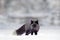 Black silver fox, vulpes vultes, rare form. Black animal in white snow. Winter scene with nice cute mammal. Fox in the snowy