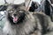 Black and silver Keeshond German spitz breed closeup on head with open mouth