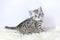 Black silver tabby kitten sits on sheepskin