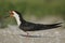 Black Skimmer