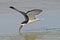 Black Skimmer