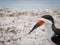 Black skimmer bird