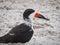 Black skimmer bird