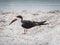 Black skimmer bird