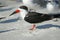 Black Skimmer Bird on Beach