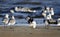 Black Skimmer bird on beach, Hilton Head Island