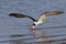 Black Skimmer feeding in flight in the Gulf of Mexico - Crystal