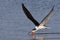 Black Skimmer feeding in flight in the Gulf of Mexico - Crystal
