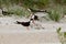 Black Skimmer feeding it`s chick on Wrightsville Beach NC