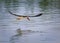 Black skimmer fishing near the Pouso Alegre Lodge