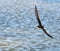 Black skimmer in flight