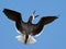 Black Skimmer in Flight