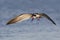 Black Skimmer in flight - Crystal River, Florida