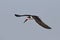 Black Skimmer in flight - Crystal River, Florida