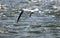 A black skimmer flying with a fish in his mouth.