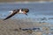 Black skimmer flying low over beach at low tide