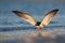 Black Skimmer flying over the water with its wings spread in the golden morning sunlight