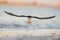 Black Skimmer flying over the water with its wings spread in the golden morning sunlight