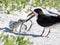 Black Skimmer Parent and Chick with Fish