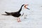 Black Skimmer Protecting Her Chick