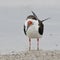 Black Skimmer resting on a Gulf of Mexico beach - Crystal River, Florida