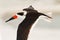 Black Skimmer, Rynchops niger, beautiful tern in fly. Black Skimmer in the Florida coast, USA. Bird in the nature sea habitat. Ski