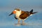 Black Skimmer, Rynchops niger, beautiful tern in the water. Black Skimmer in the Florida coast, USA. Bird in the nature sea habita