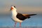 Black Skimmer, Rynchops niger, beautiful tern in the water. Black Skimmer in the Florida coast, USA. Bird in the nature sea habita